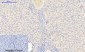 JAK2 (phospho Tyr1007) Polyclonal Antibody