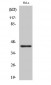 Jun B (phospho Ser259) Polyclonal Antibody