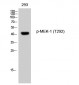 MEK-1 (phospho Thr292) Polyclonal Antibody