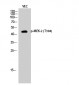 MEK-2 (phospho Thr394) Polyclonal Antibody