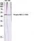 MEK-2 (phospho Thr394) Polyclonal Antibody