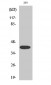 MEK-4 (phospho Ser80) Polyclonal Antibody