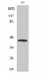 MEK-4 (phospho Thr261) Polyclonal Antibody
