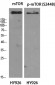 mTOR (phospho Ser2448) Polyclonal Antibody