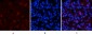 mTOR (phospho Ser2448) Polyclonal Antibody