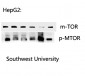 mTOR (phospho Ser2448) Polyclonal Antibody