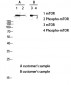mTOR (phospho Ser2448) Polyclonal Antibody