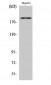 Neu (phospho Tyr1221/Y1222) Polyclonal Antibody