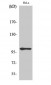 NFκB-p105 (phospho Ser907) Polyclonal Antibody