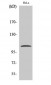 NFκB-p105 (phospho Ser932) Polyclonal Antibody