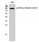 NFκB-p105/p50 (phospho Ser337) Polyclonal Antibody