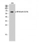 NFκB-p65 (phospho Ser276) Polyclonal Antibody