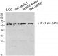 NFκB-p65 (phospho Ser276) Polyclonal Antibody