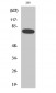 NFκB-p65 (phospho Ser468) Polyclonal Antibody