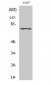 NFκB-p65 (phospho Ser529) Polyclonal Antibody