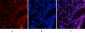 NFκB-p65 (phospho Ser529) Polyclonal Antibody