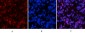 NFκB-p65 (phospho Ser529) Polyclonal Antibody