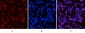 NFκB-p65 (phospho Ser529) Polyclonal Antibody