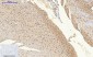 NFκB-p65 (phospho Ser529) Polyclonal Antibody