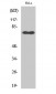 NFκB-p65 (phospho Ser529) Polyclonal Antibody