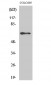 NFκB-p65 (phospho Ser536) Polyclonal Antibody