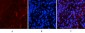 NFκB-p65 (phospho Ser536) Polyclonal Antibody