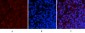 NFκB-p65 (phospho Ser536) Polyclonal Antibody