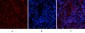 NFκB-p65 (phospho Ser536) Polyclonal Antibody
