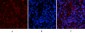 NFκB-p65 (phospho Ser536) Polyclonal Antibody