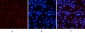 NFκB-p65 (phospho Ser536) Polyclonal Antibody
