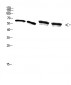 NFκB-p65 (phospho Ser536) Polyclonal Antibody