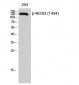 NOS3 (phospho Thr494) Polyclonal Antibody