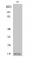 Op18 (phospho Ser16) Polyclonal Antibody