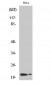 p21 (phospho Thr145) Polyclonal Antibody