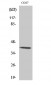 p38 (phospho Thr180) Polyclonal Antibody