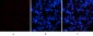 p38 (phospho Thr180) Polyclonal Antibody