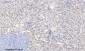p38 (phospho Thr180) Polyclonal Antibody