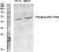 p38 (phospho Tyr182) Polyclonal Antibody
