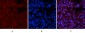 p53 (phospho Ser15) Polyclonal Antibody