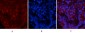 p53 (phospho Ser15) Polyclonal Antibody