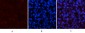 p53 (phospho Ser15) Polyclonal Antibody