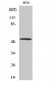 p53 (phospho Ser33) Polyclonal Antibody