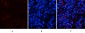 p53 (phospho Thr18) Polyclonal Antibody