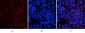 p53 (phospho Thr18) Polyclonal Antibody