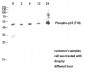 p53 (phospho Thr18) Polyclonal Antibody