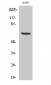 p70 S6 kinase α (phospho Ser447) Polyclonal Antibody