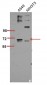 p70 S6 kinase α (phospho Ser447) Polyclonal Antibody