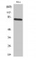 p73 (phospho Tyr99) Polyclonal Antibody