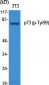 p73 (phospho Tyr99) Polyclonal Antibody