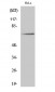 Paxillin (phospho Tyr31) Polyclonal Antibody